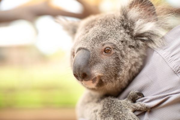 Новость дня: ученые выяснили, как коалы пьют воду, после 13 лет исследований